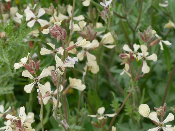 <h3><a href="/trips/kreta/biota/plantae/tracheophyta/magnoliopsida/brassicales/brassicaceae/eruca vesicaria/eruca vesicaria-nl.html">Eruca&nbsp;vesicaria</a> / Garden&nbsp;rocket / Zwaardherik</h3>OM-1 Mark II met OLYMPUS M.150-400mm F4.5 TC, 1/800 sec  bij F11.0, ISO 2000, afstand 2.79&nbsp;m
